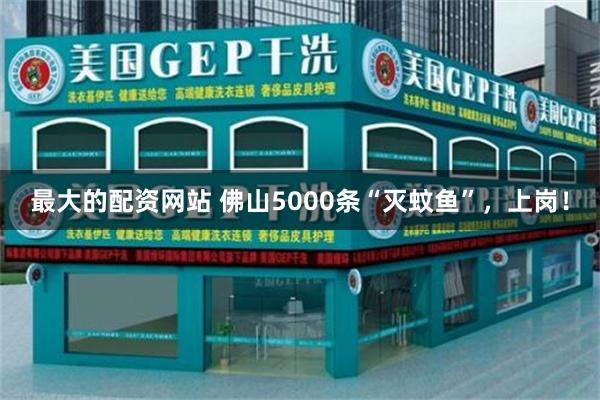最大的配资网站 佛山5000条“灭蚊鱼”，上岗！